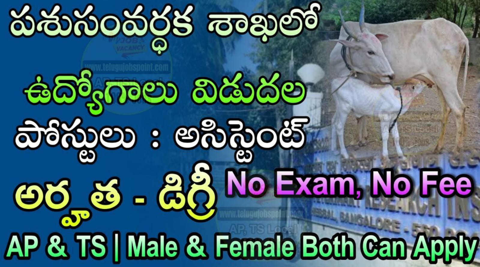 Animal Husbandry Jobs : పరీక్ష ఫీజు లేదు పశుసంవర్ధన శాఖలో బంపర్ నోటిఫికేషన్ విడుదల | NIAB Young Professional & Junior Research Fellow Job Recruitment Apply Now | latest jobs in Telugu